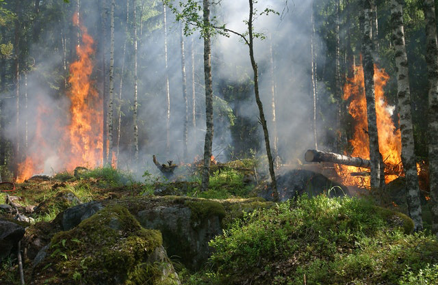 Wildfire Service Providers