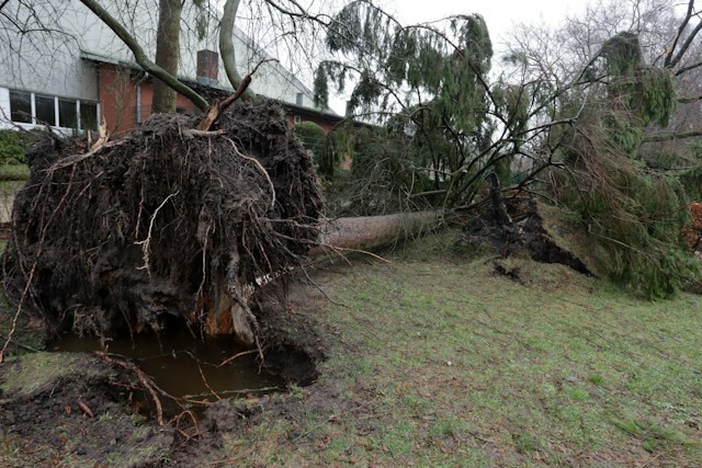 Fallen Tree Damage