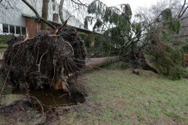 Fallen Tree Damage